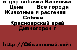 в дар собачка Капелька › Цена ­ 1 - Все города Животные и растения » Собаки   . Красноярский край,Дивногорск г.